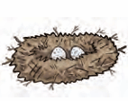 nest