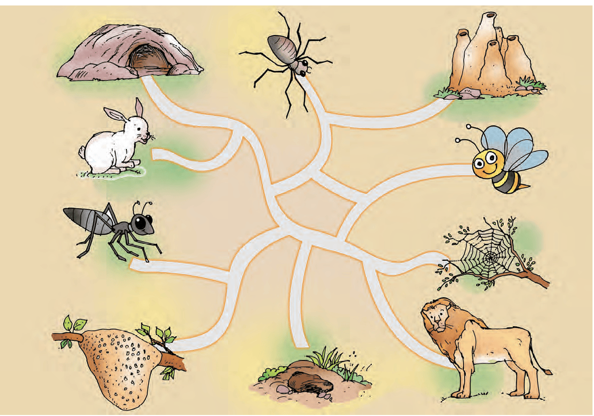 animal homes