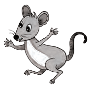 rat