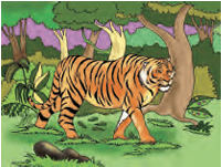 tiger