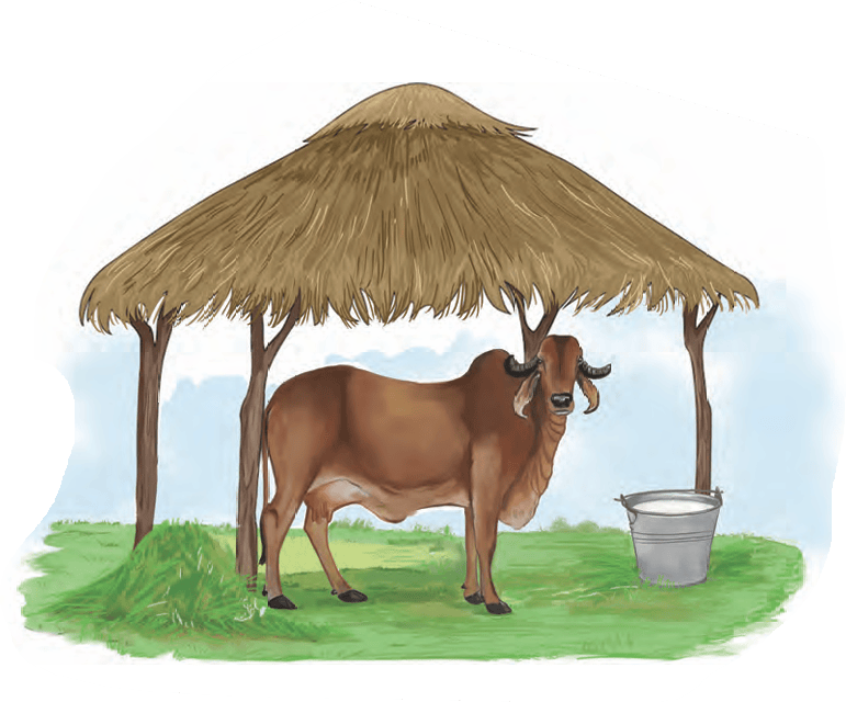 cow