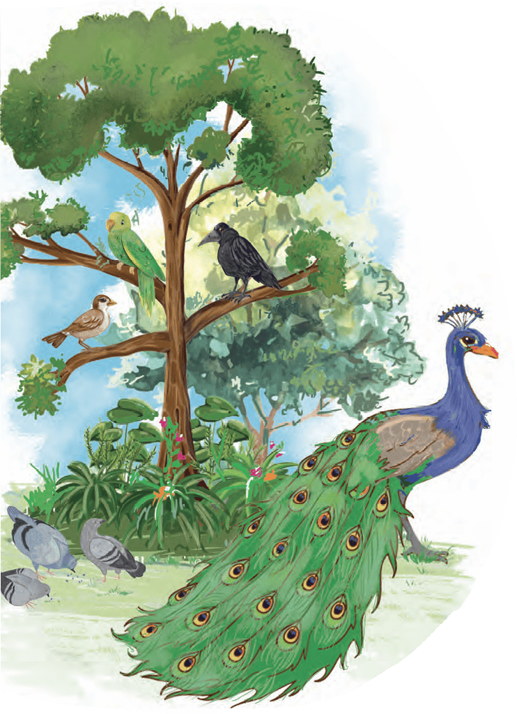 peacock
