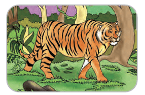 tiger