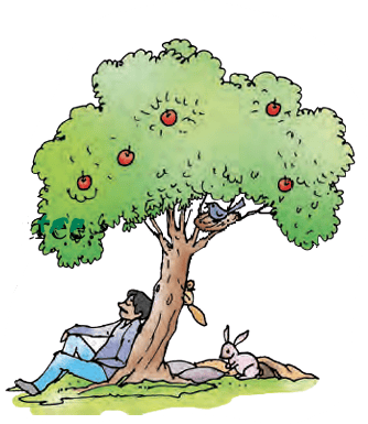 tree