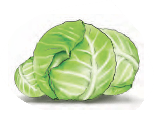 cabbages