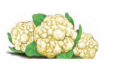cauliflowers