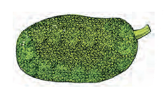 jackfruit