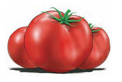 tomatoes