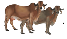 cows