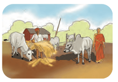 cows