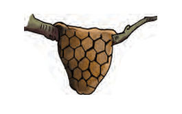 honey