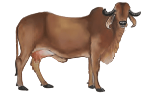 cow