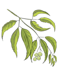 neem