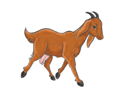 bakri