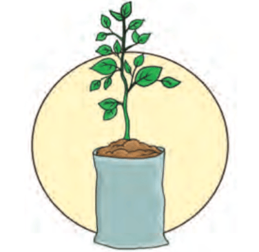 Seed to grow into a plant