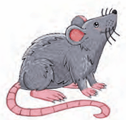 rat