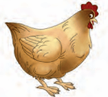 hen