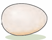 egg