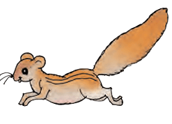 squirrel runs