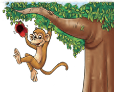 moneky swings