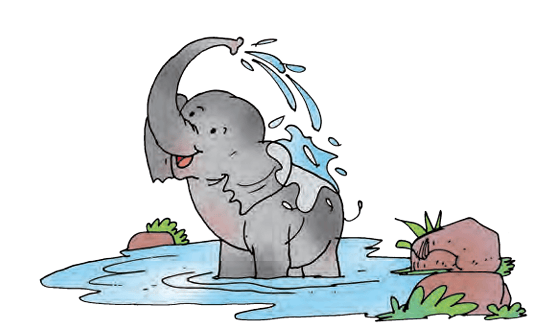 elephant