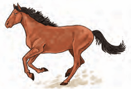 horse trots