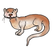 otter