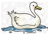 duck