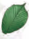 a_leaf