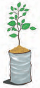 plant