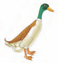 duck