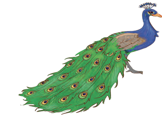 peacock
