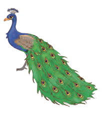 peacock