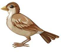 sparrow