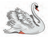 swan