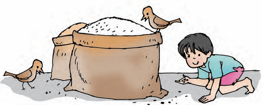 rice