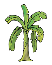 banana tree