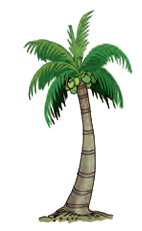 coconut tree