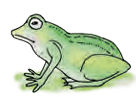frog
