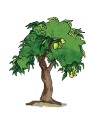 mango tree
