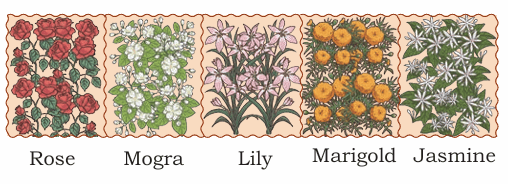 flower garden