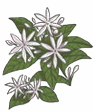 jasmine