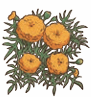 marigold