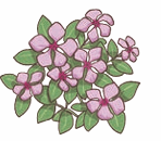 periwinkle