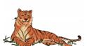 tiger
