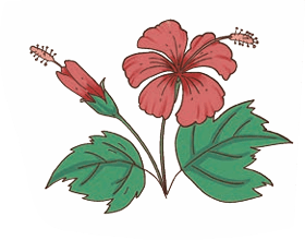 hibiscus