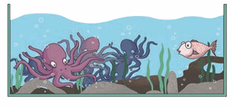 jolly fish