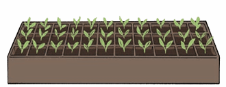 plants