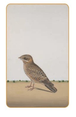 Composing an Outdoor bird