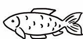 Fish Drawing